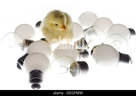 Anderen Küken ansehen bei Glühbirnen Stockfoto