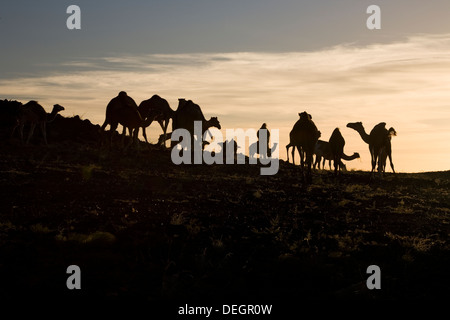 Silhouette des wilden Herde Dromedare Kamele auf Granit Felsvorsprung in der Morgendämmerung, die Wüste Sahara, Mauretanien, NW-Afrika Stockfoto