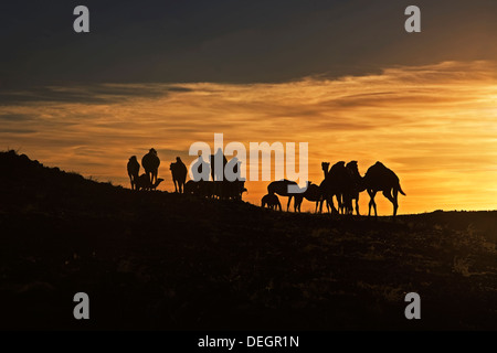 Silhouette des wilden Herde Dromedare Kamele auf Granit Felsvorsprung bei Sonnenaufgang, die Wüste Sahara, Mauretanien, NW-Afrika Stockfoto