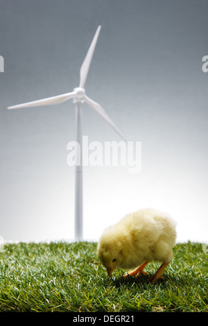 Anderen Küken stand vor Windmühle auf Rasen Stockfoto