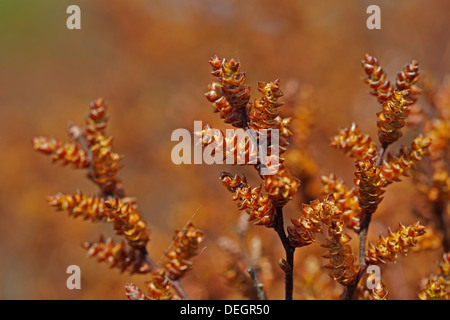 Moor Myrtle = Sweet Gale (Myrica Gale) Stockfoto