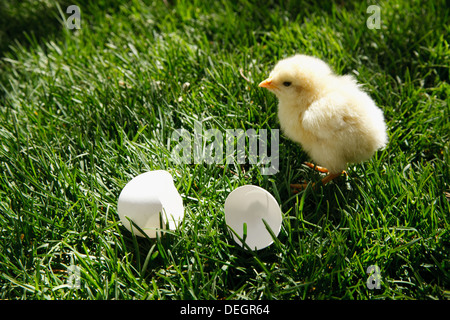 Anderen Küken stehen auf Rasen mit gebrochenen Eierschale Stockfoto