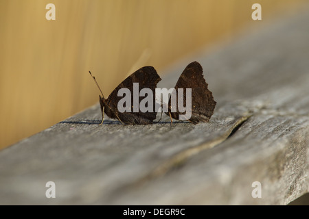 Pfauen (Inachis Io) sitzen mit geschlossenen Flügeln Stockfoto