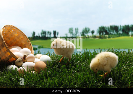 Anderen Küken stehend mit Eiern Stockfoto