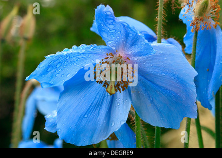 Wild wachsende Blue Poppy in den Chugach National Forrest in der Nähe von Crow Creek gewinnenlager und Girdwood, alaska Stockfoto