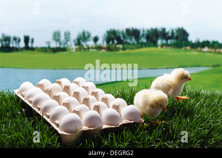 Anderen Küken und Eiern Stockfoto