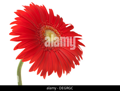 Rote Gerbera Blumen auf weiß Stockfoto