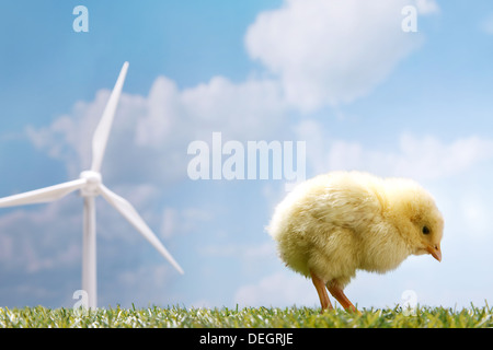 Anderen Küken stand vor Windmühle auf Rasen Stockfoto