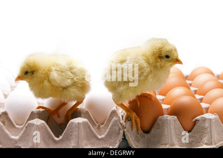 Anderen Küken auf Eiern Stockfoto