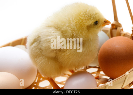 Anderen Küken stehend in einen Korb mit Eiern Stockfoto