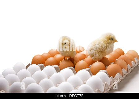 Anderen Küken auf Eiern Stockfoto