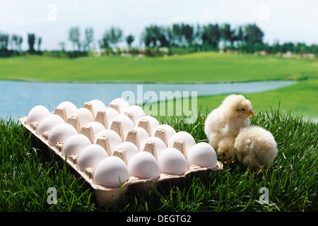 Anderen Küken stehend mit Eiern Stockfoto