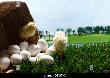 Anderen Küken stehen auf den Eiern auf Rasen Stockfoto