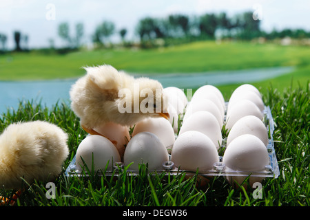 Anderen Küken stehen auf den Eiern auf Rasen Stockfoto