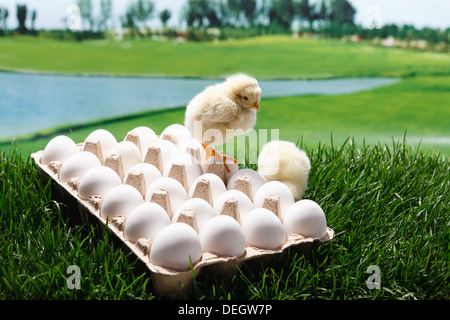 Anderen Küken auf Eiern Stockfoto