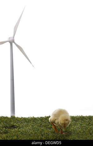 Anderen Küken stand vor Windmühle auf Rasen Stockfoto