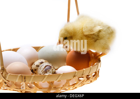 Anderen Küken stehend in einen Korb mit Eiern Stockfoto