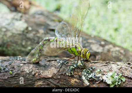Weiblichen südlichen Hawker Libelle (Aeshna Cyanea) Eiablage auf aufgeweichten Zweig im Gartenteich Stockfoto