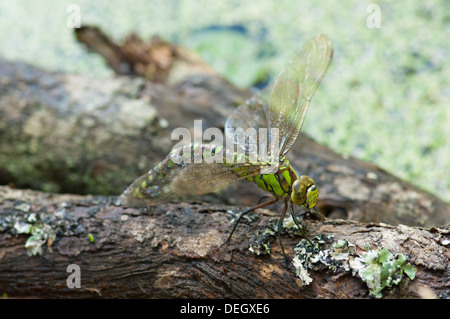 Weiblichen südlichen Hawker Libelle (Aeshna Cyanea) Eiablage auf aufgeweichten Zweig im Gartenteich Stockfoto