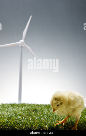 Anderen Küken stand vor Windmühle auf Rasen Stockfoto