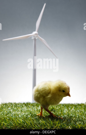 Anderen Küken stand vor Windmühle auf Rasen Stockfoto