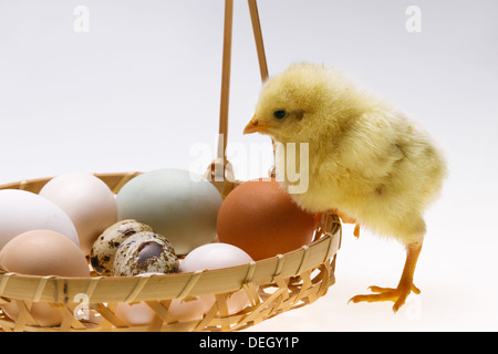 Anderen Küken stehend in einen Korb mit Eiern Stockfoto