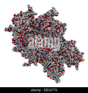 Koagulation Faktor VIII (FVIII, Anti-Hämophilische Faktor, AHF). Mangel verursacht Hämophilie A. Stockfoto