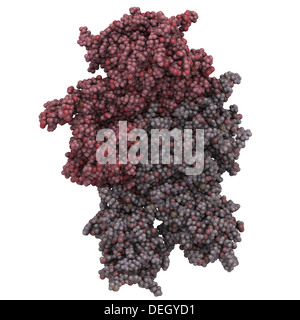 Koagulation Faktor VIII (FVIII, Anti-Hämophilische Faktor, AHF). Mangel verursacht Hämophilie A. Stockfoto