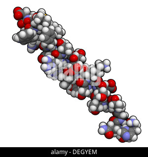 Glukagon-Peptid-Hormon-Molekül. Hat die entgegengesetzte Wirkung von Insulin. Atome werden als Kugeln mit herkömmlichen Farbe dargestellt. Stockfoto