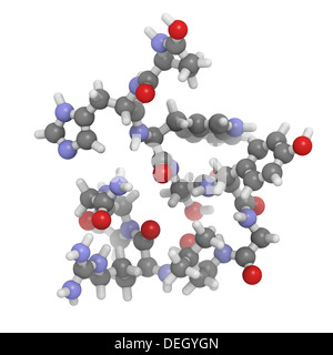 Gonadotropin – Releasing Hormon (GnRH, luteinisierendes Hormon-freisetzenden Hormons, LHRH, Luliberin). Stockfoto