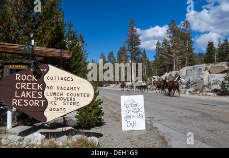 Cowboys von Rock Creek Pack Station führen Pferde auf der Straße vorbei an den Rock Creek Lakes Resort und Pie in den Himmel Cafe Zeichen Stockfoto