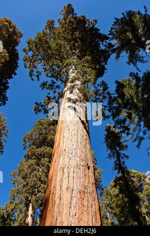 Dies ist ein Mammutbaum in Mariposa Grove befindet sich in der Nähe von Wawona, California, Vereinigte Staaten, im südlichsten Teil von Yosemite Stockfoto