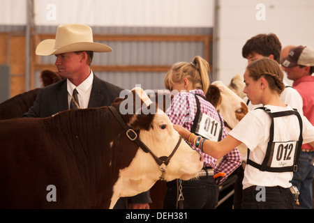 Befragten Hereford Markt steuern, in der Lindsay Fair and Exhibition in Kawartha Seen beurteilt Stockfoto