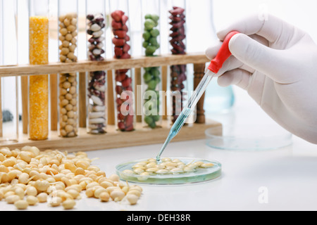 Beachtung der Körner im Labor Stockfoto