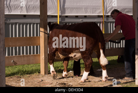 Befragten Hereford Steuern wird abgesaugt, bevor eine Klasse Show Lindsay Ausstellung in Kawartha Seen Stockfoto