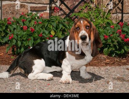 Basset Hound von Blumen sitzen Stockfoto