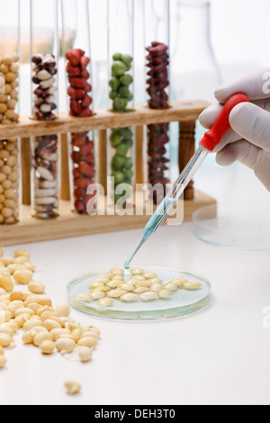 Beachtung der Körner im Labor Stockfoto