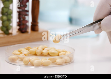 Beachtung der Körner im Labor Stockfoto