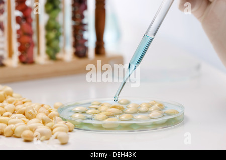 Beachtung der Körner im Labor Stockfoto