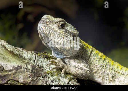 Blau-throated Agama, Acanthocercus atricollis Stockfoto