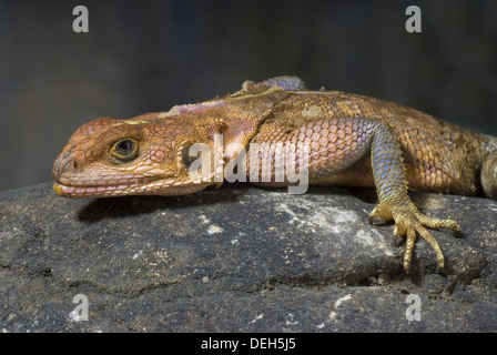 Mwanza Plattköpfig Agama Agama mwanzae Stockfoto