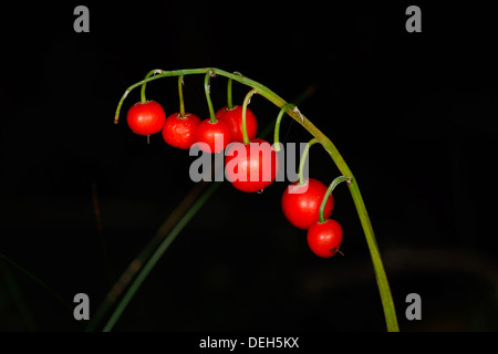 Rote Beeren von Lily Of The Valley (Convallariaarten Majalis) Stockfoto