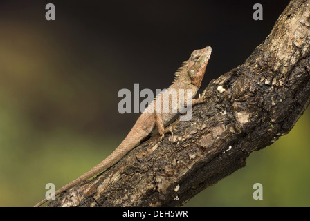 indisch-chinesischen Wald Eidechse, Calotes mystaceus Stockfoto