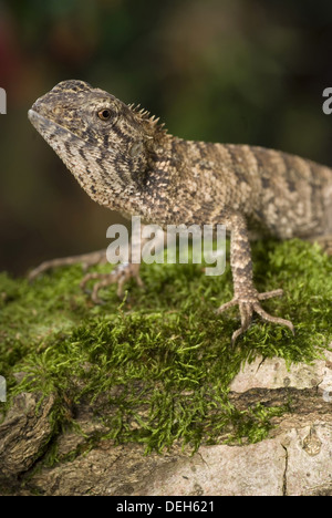 orientalischer Garten Eidechse, Calotes versicolor Stockfoto