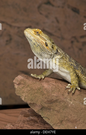 zentralen Bartagame, Pogona vitticeps Stockfoto