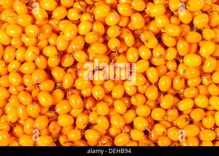 Sanddorn-Hintergrund über viele closeup Stockfoto