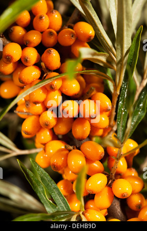 Sanddorn-Zweig-Closeup verlässt Beeren Stockfoto