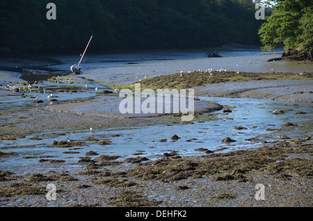 Eine ria Tal bei Ebbe zwischen Concarneau und La Forêt Fouesnant, Bretagne, Frankreich Stockfoto