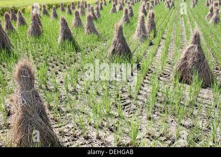 Paddy Stroh auf Ackerland, Reisfeld nach der Ernte Stockfoto