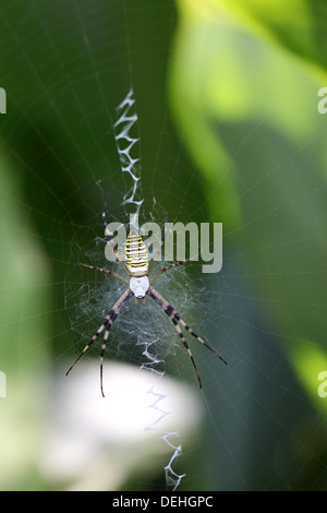 Wasp Spider - Argiope Bruennichi auf seinem web Stockfoto